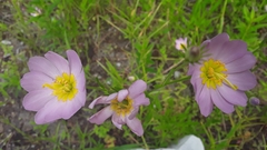 Sabatia kennedyana
