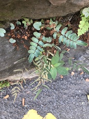 Pellaea atropurpurea