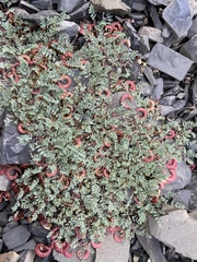 Astragalus nutzotinensis
