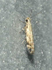 Coleotechnites coniferella