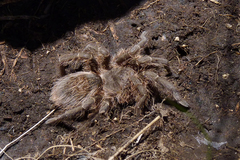 Grammostola vachoni