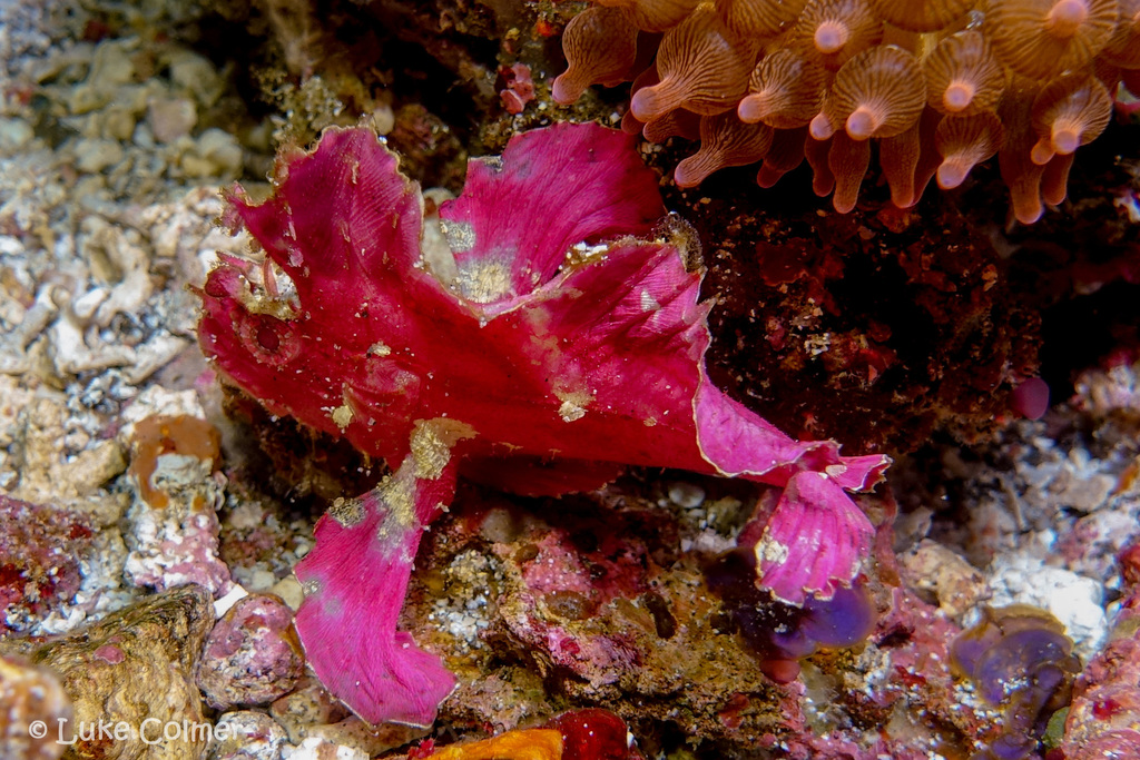 Leaf fish (Taenianotus triacanthus) — Scorpaenidae