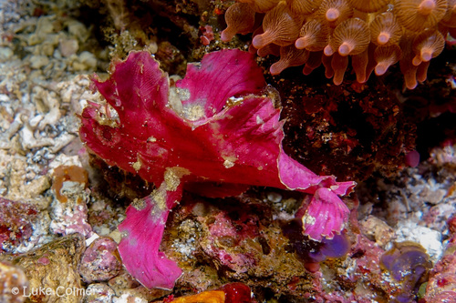 Leaf fish (Taenianotus triacanthus) — Scorpaenidae