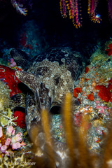 Orectolobus leptolineatus