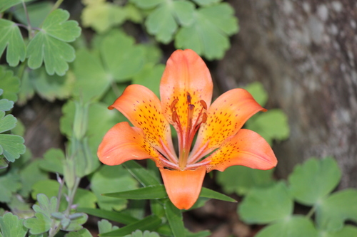 Siberian Lily