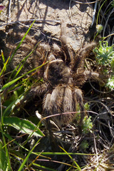 Grammostola vachoni