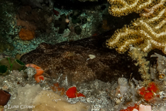 Orectolobus leptolineatus