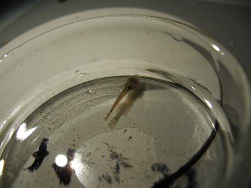 Cottus rhenanus