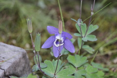 Aquilegia flabellata pumila