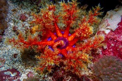 Pseudocolochirus violaceus