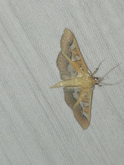 Phostria