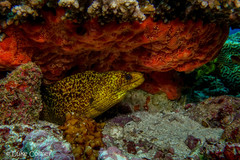 Palenose Moray photo 2