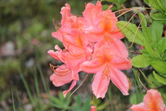 Rhododendron molle japonicum