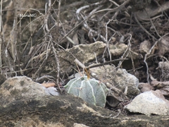 Astrophytum ornatum