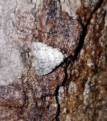 Dyspyralis puncticosta