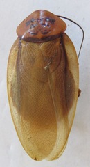 Eublaberus posticus