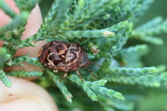 Stethaulax marmorata