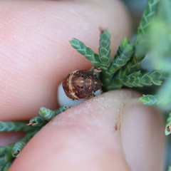 Stethaulax marmorata