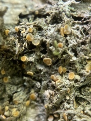 Coenogonium luteum
