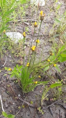 Xyris montana