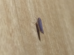 Ferrariana trivittata