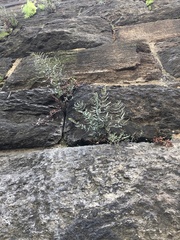 Pellaea atropurpurea