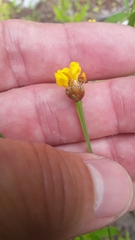Xyris montana