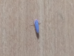 Ferrariana trivittata