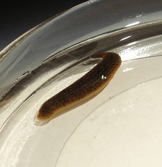 Erpobdella octoculata