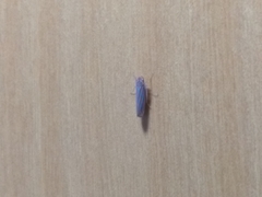 Ferrariana trivittata