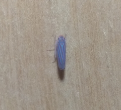 Ferrariana trivittata