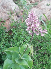 Thyrsanthemum floribundum