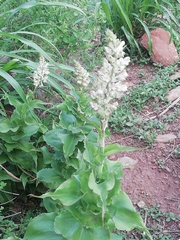 Thyrsanthemum floribundum