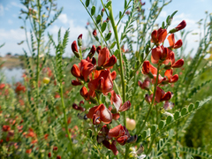 Sphaerophysa salsula