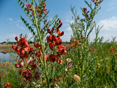 Sphaerophysa salsula