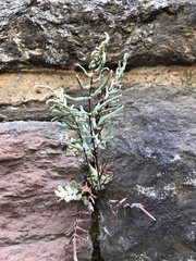 Pellaea atropurpurea