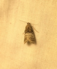 Pococera maritimalis