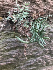 Pellaea atropurpurea