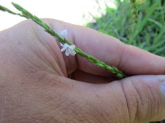 Verbena simplex