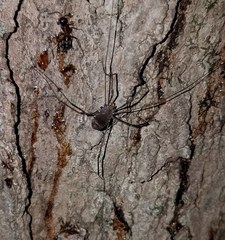 Hadrobunus maculosus