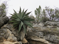 Agave xylonacantha