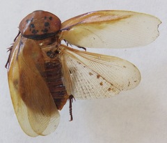 Eublaberus distanti
