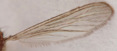 Culex quinquefasciatus