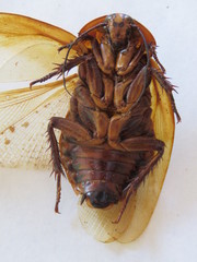 Eublaberus distanti