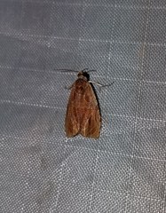 Olethreutes nitidana