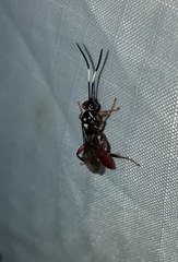 Cratichneumon w-album