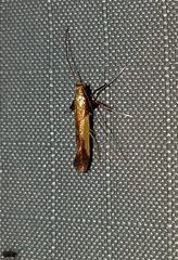 Caloptilia superbifrontella