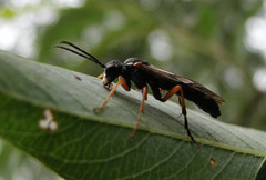 Tenthredo atra