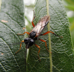 Tenthredo atra