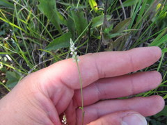Polygala verticillata